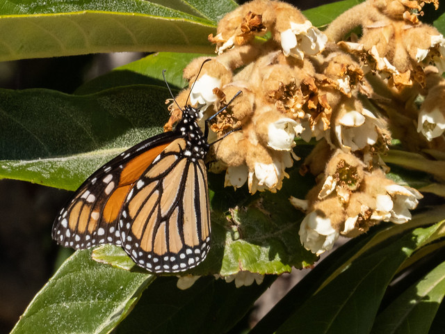 Monarch on loquat tree