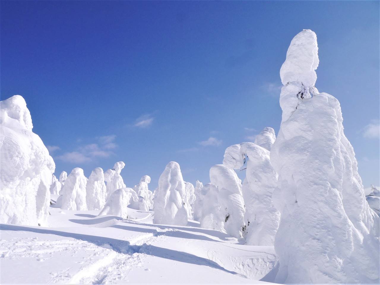 冬の蔵王の樹氷