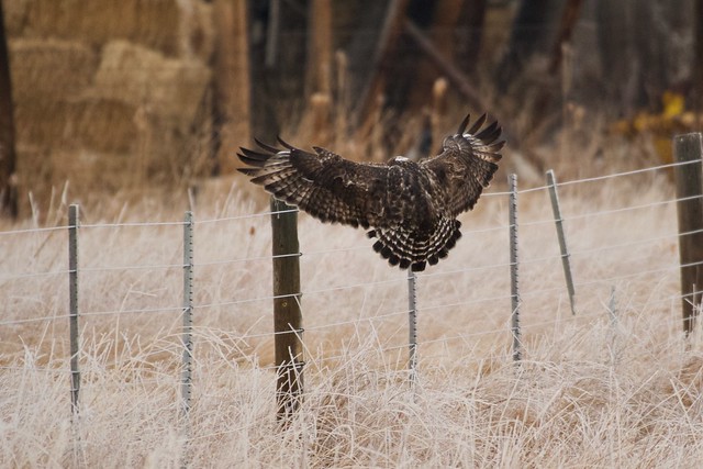 Rough-legged Hawk (Buteo lagopus), Boulder, Colorado