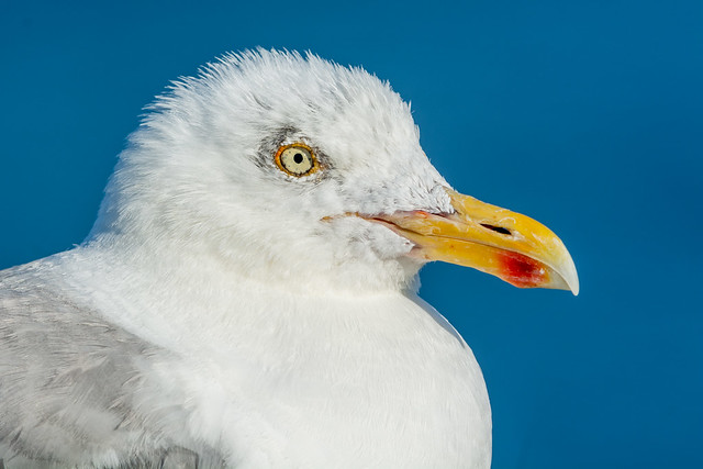 Goéland argenté / Herring Gull