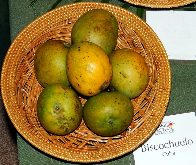 Mango #469: BISCOCHUELO