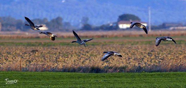 Oche in volo - Geese in flight
