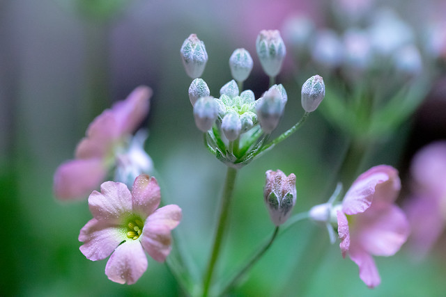 プリムラ・マラコイデス / Primula malacoides