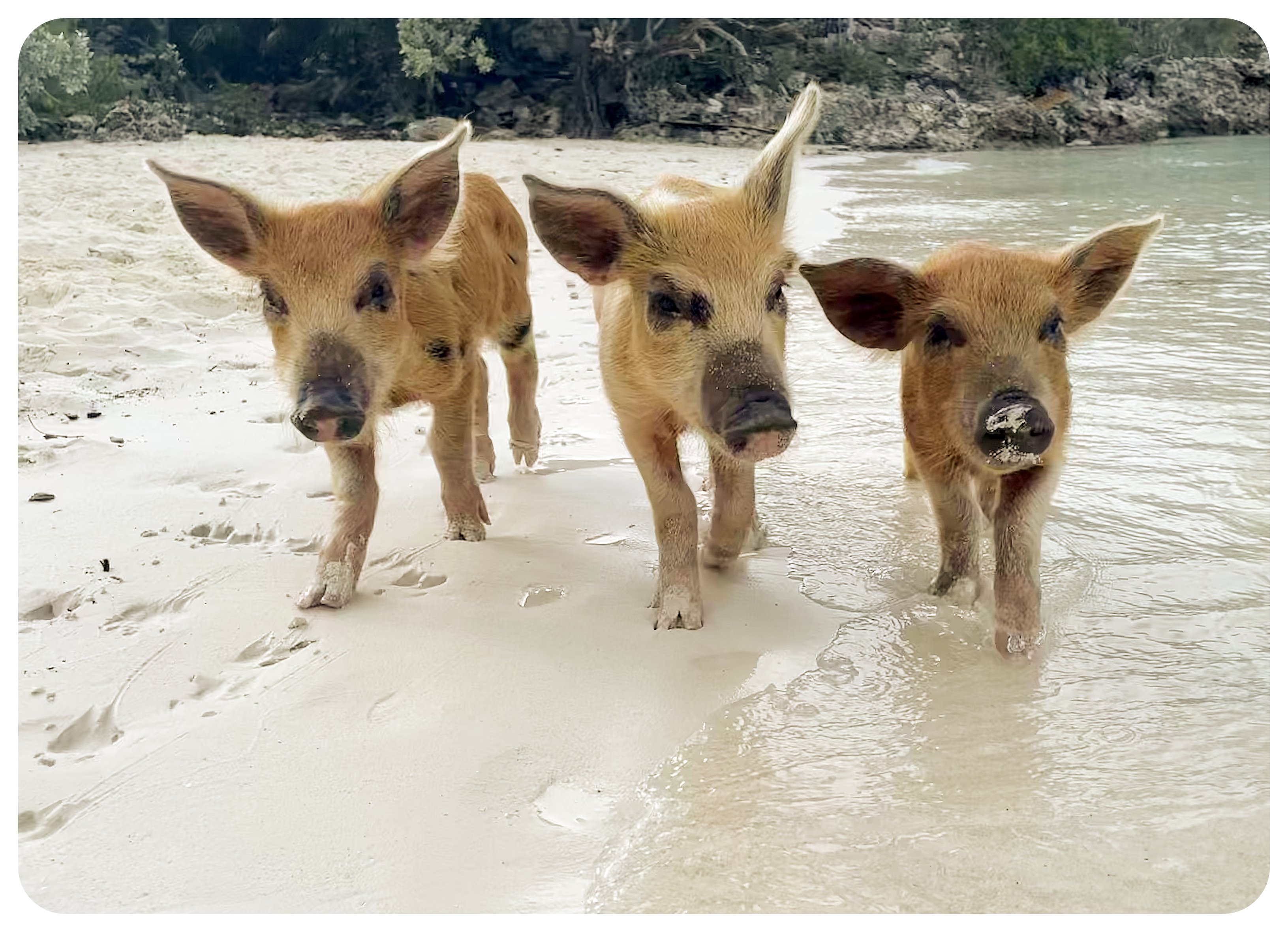 piglets bahamas pig beach1