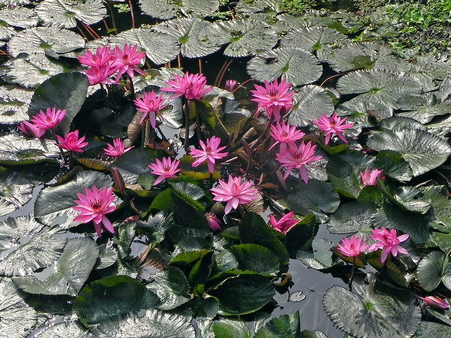 Water lily !!