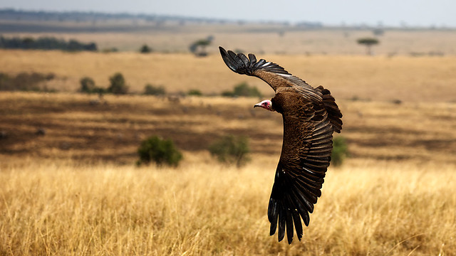 Vulture in flight - Kenya