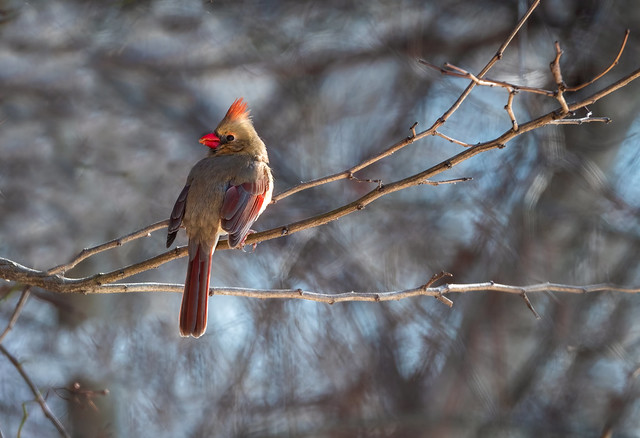Northern Cardinal-Female-Cardinalis cardinalis Tolland CT USA