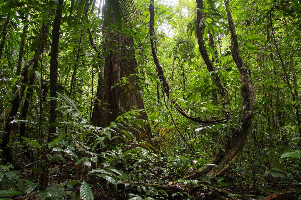 Primary rainforest - French Guiana