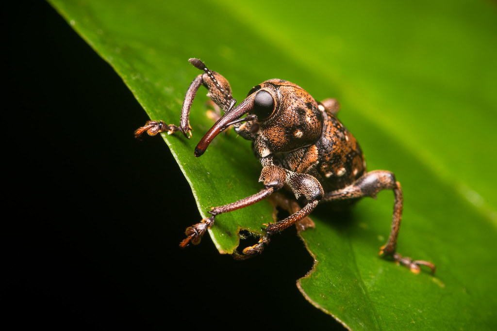Weevil (Curculionidae) - French Guiana