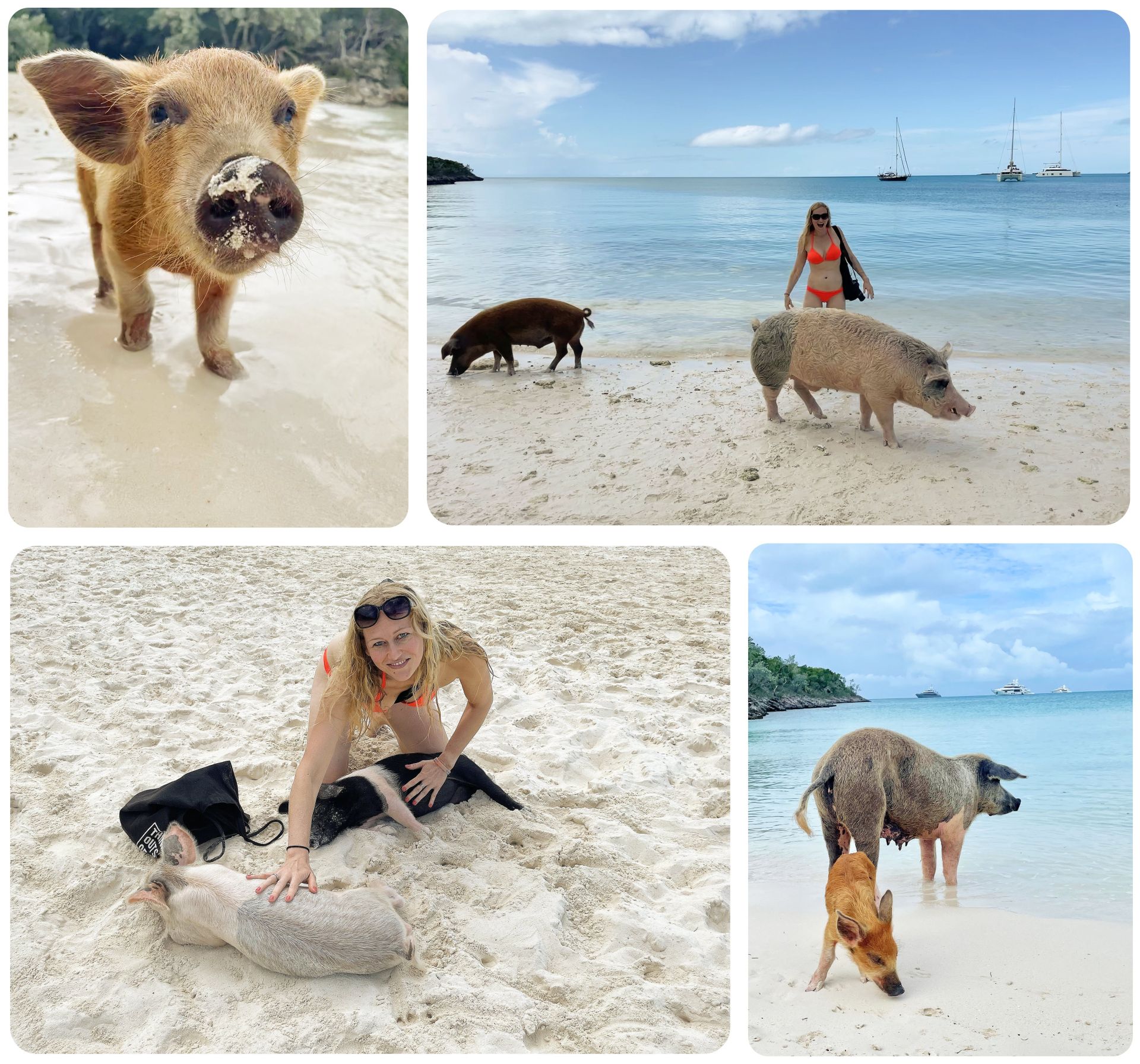 Pig Beach Visit
