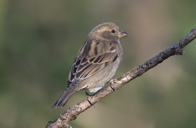 House Sparrow - Passer domestics -Female