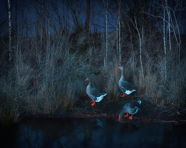 Geese in the dusk
