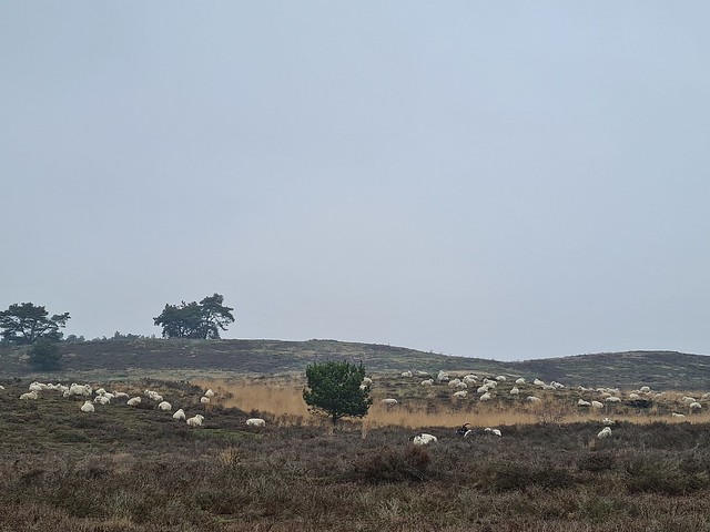 Woolly Winter. Kempen Heath Sheep, National Park 'De Hamert', Bergen, Limburg, The Netherlands
