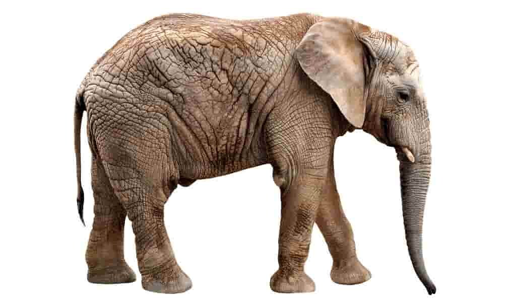 la-trompe-des-éléphants-est-une-partie-ultra-sensible