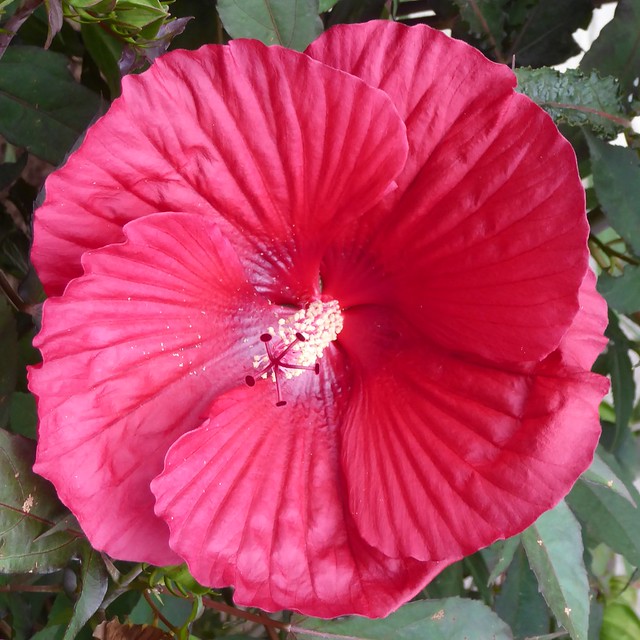 Lombard, IL, Lilacia Park, Pink Hibiscus Flower