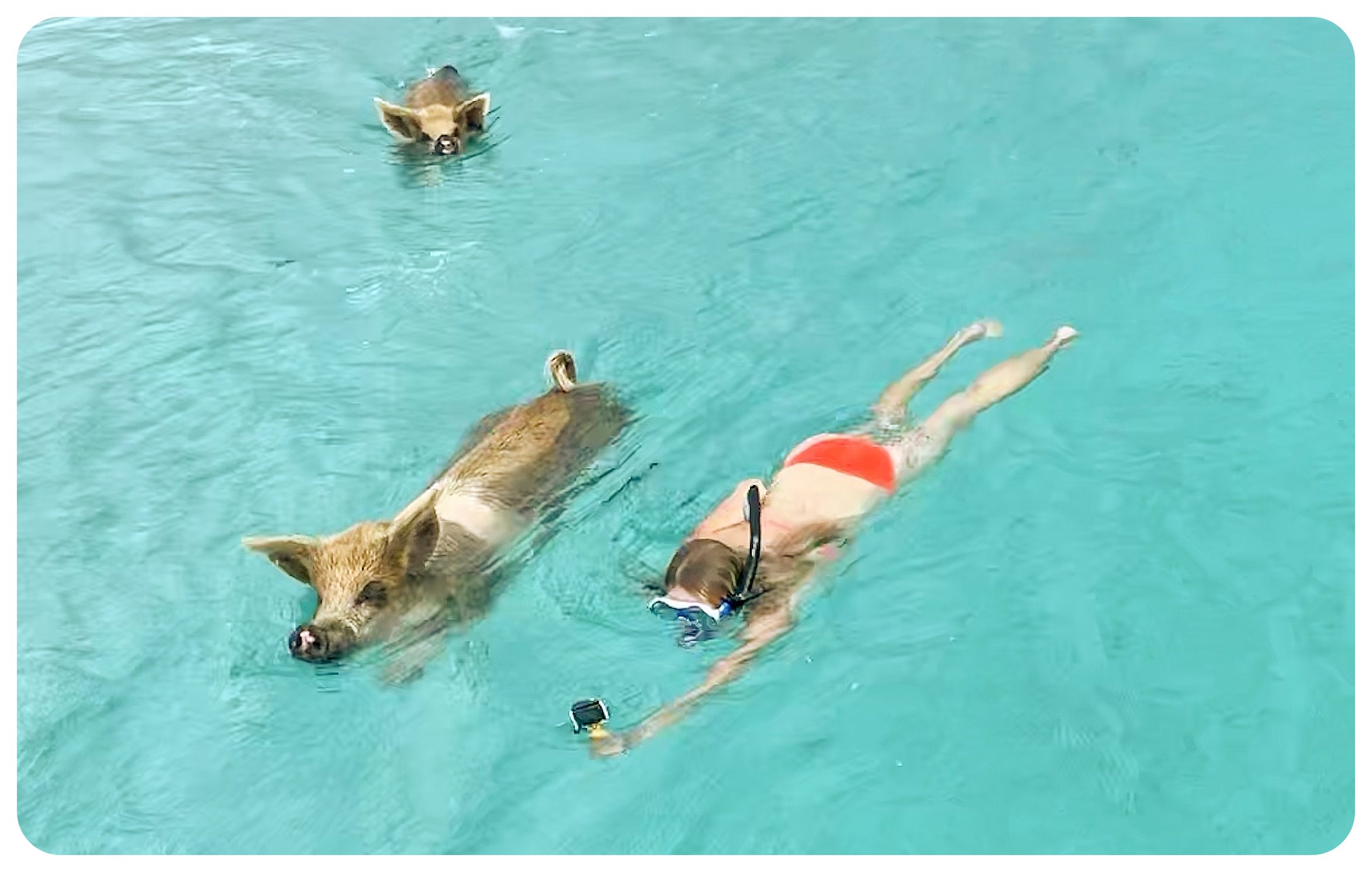 swimming with pigs Bahamas