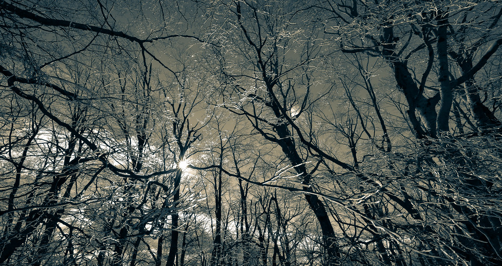 ... il bosco e l'inverno (04, b/n) ...