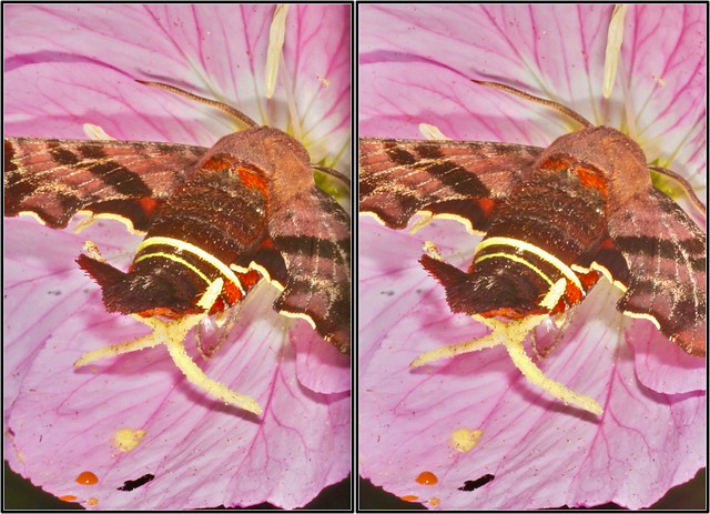 IMG_8816w1-Stereo Photo/3D