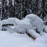 Heavy Snow on Fallen Tree