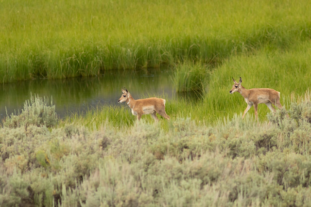 Pronghorn Antelope at Yellowstone National Park