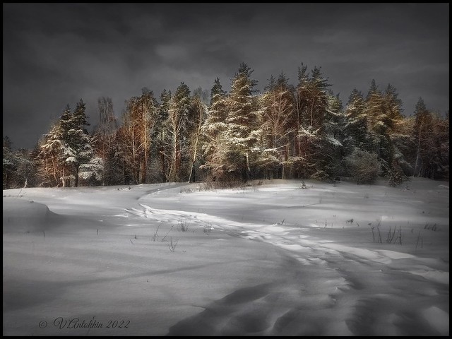 Winter forest.(iPhoneX)