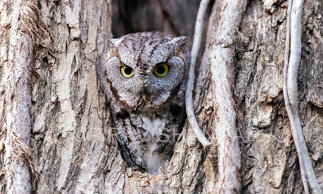 Screech owl - Target Acquired