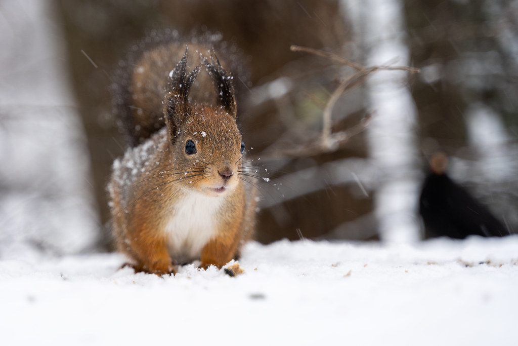 Curious snowy squirrel