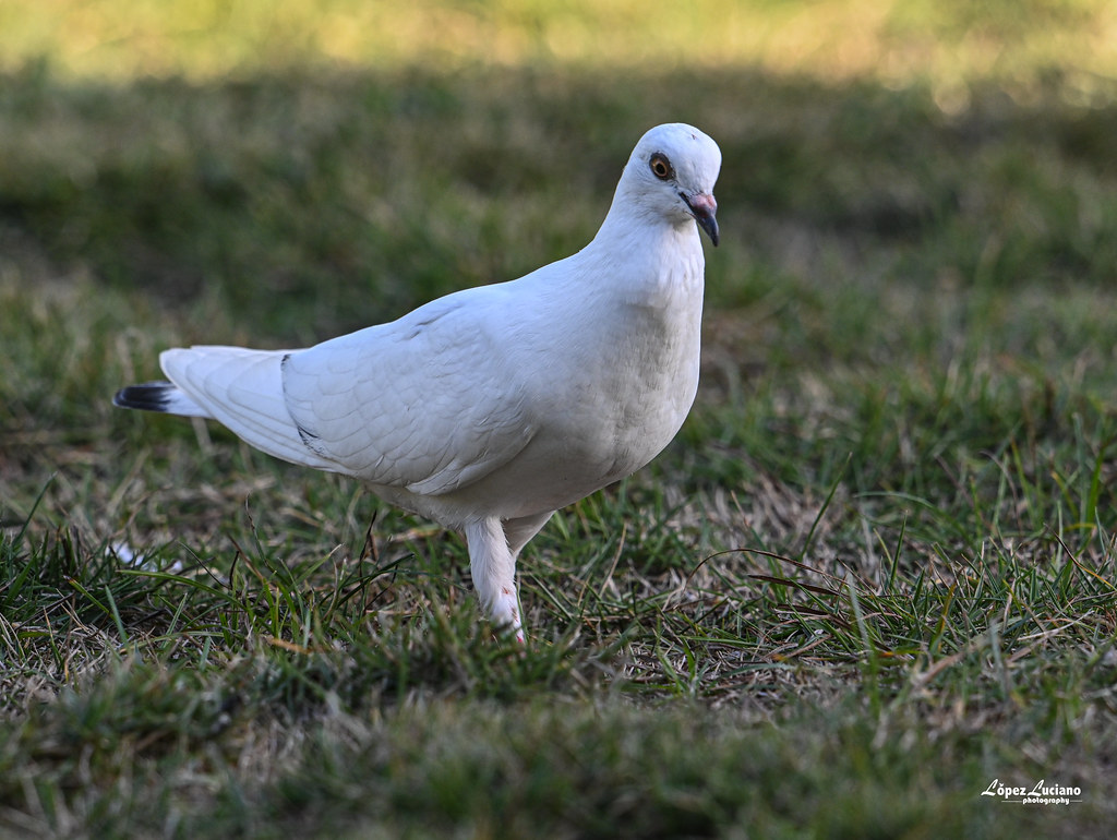 Aves de República Dominicana: Paloma doméstica ;(Columba livia.) Rock pigeon.