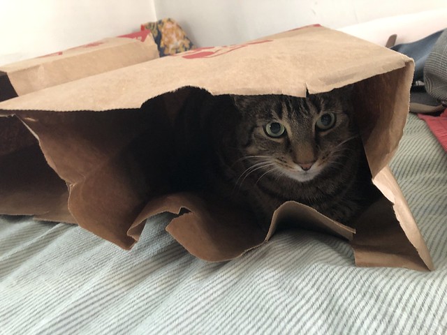 Dexter in a paper bag