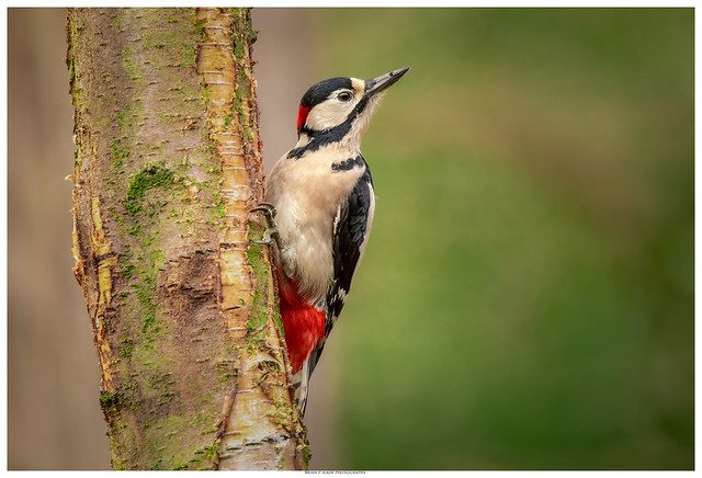 Great Spoted Woodpecker