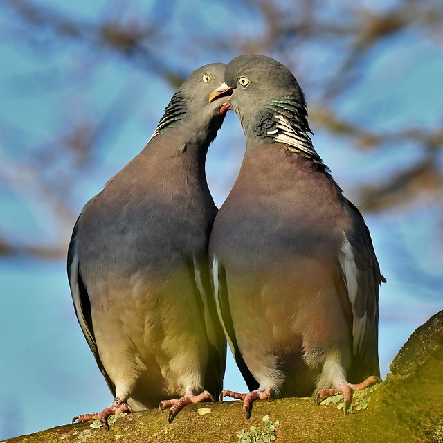 Pigeons ramiers - Columba palumbus - Common wood pigeons