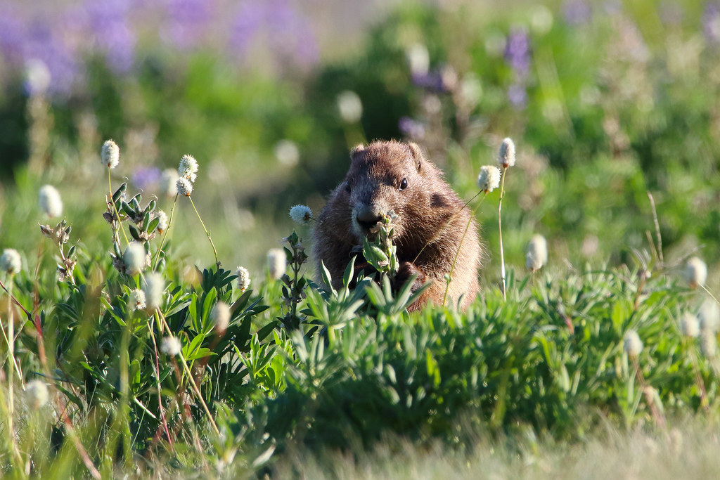 Hoary Marmot Enjoying Breakfast, Olympic National Park, Washington