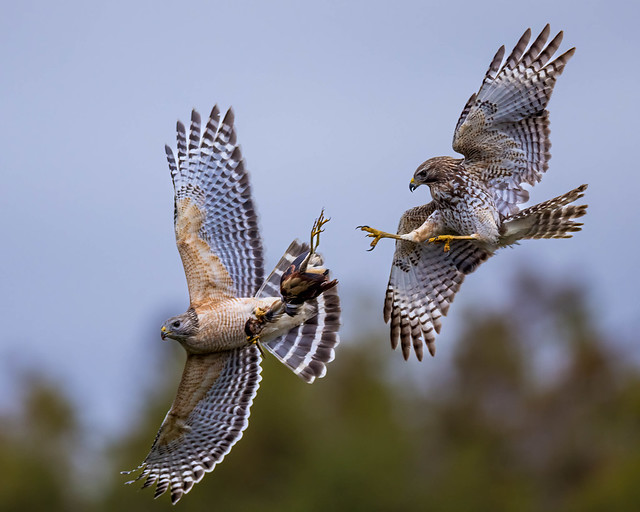 Drama in the Skies. Two Red-shouldered Hawks battling over Least Bittern.