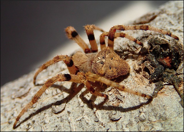 Spider ( Araneus angulatus )