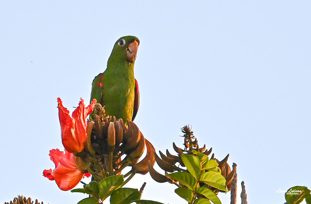 Aves de República Dominicana: Perico.(Psittacara  chloroptera.)Hispaniolan parakeet.
