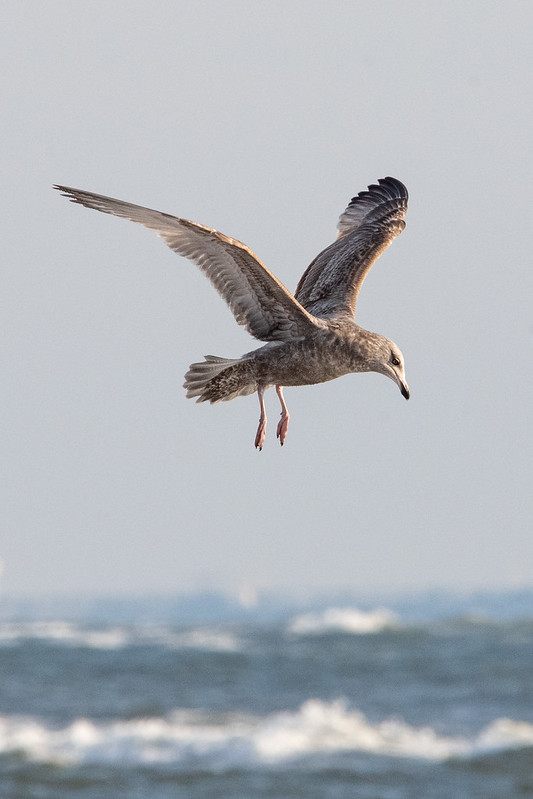 herring-gull-nickerson-beach-2472