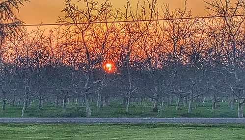Sunset in Almonds 2 by sjrankin, This evening's sunset seen from Linden, California, through almond groves.23january2022 edited calif
