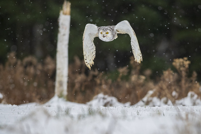 Snowy Owl (f) In Flight