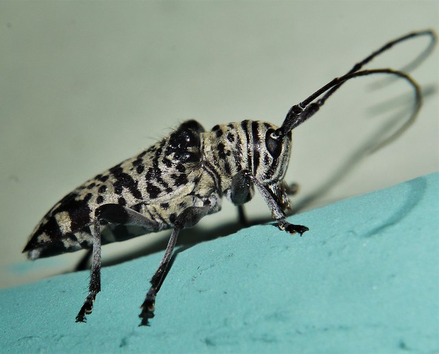 Bark eater leopard longhorn longicorn beetle Disterna sp Cerambycidae Mandalay rainforest Airlie Beach P1380874