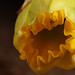 Dangerous daffodil #2
