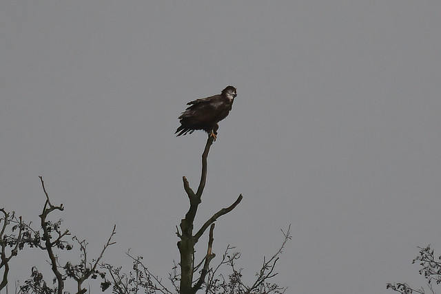 Havørn, White-tailed eagle, Seeadler (Haliaeetus albicilla)-3174