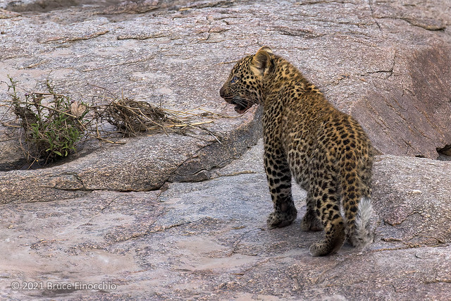 An Alert Little Female Leopard Cub On Granite Boulders