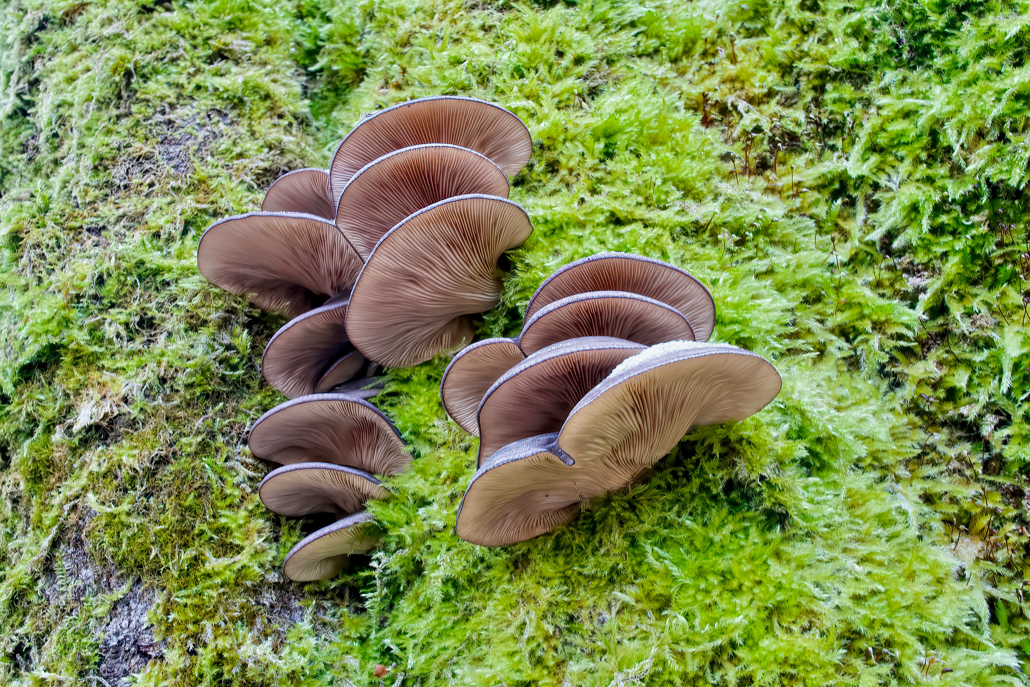 Oyster mushroom (Pleurotus ostreatus) – Pockau-Lengefeld, Saxony, Germany