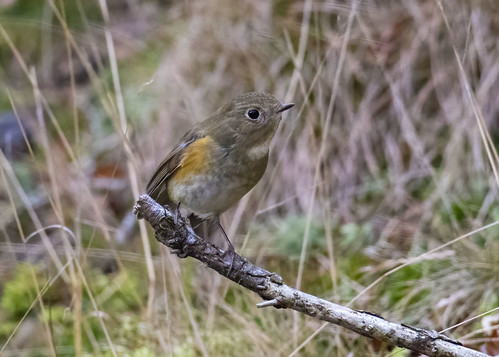 red flanked bluetail | by alderson.yvonne