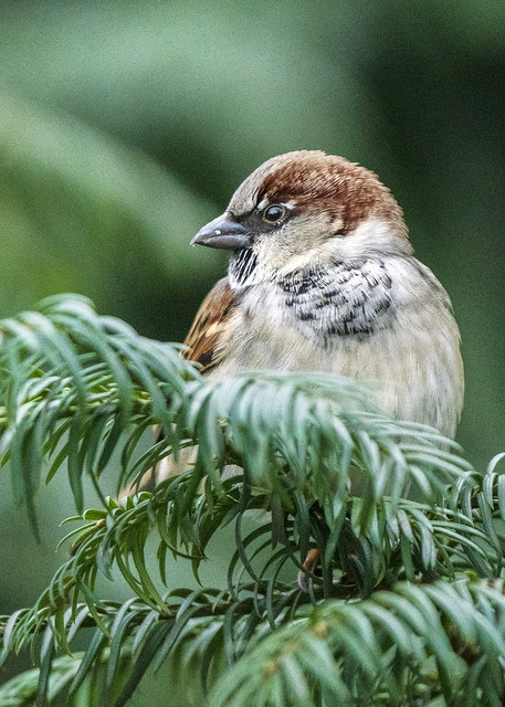 House Sparrow crop 3b