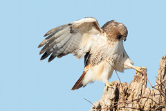 Red-Tailed Hawk 2022 05