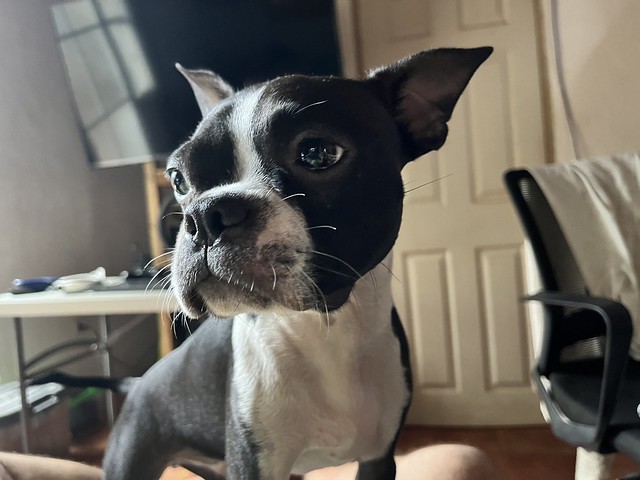 Clive the Boston Terrier