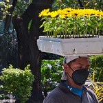 2021 - Mexico City - 75 - Balancing a Flower Flat on Calle de Durango