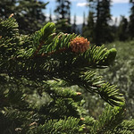 Spruce-bud-rust-Chrysomyxa-woroninii-Steese-Hwy-Alaska Spruce bud rust, &lt;i&gt;Chrysomyxa woroninii&lt;/i&gt;, near Mount Ryan, Steese Highway. USDA Forest Service photo by Lori Winton.