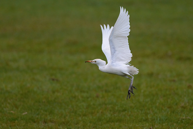 Cattle egret takeoff